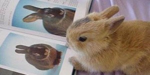 Кролики из книги рекордов гиннеса