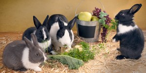 Кролики едят мясо или только растения ?