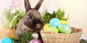 Можно ли давать декоративным кроликам яйцо