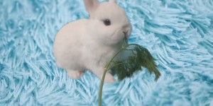 Понос у кролика, что делать, лечение, причины