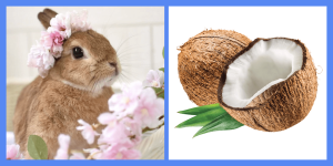 Могут ли кролики есть кокосовые орехи?