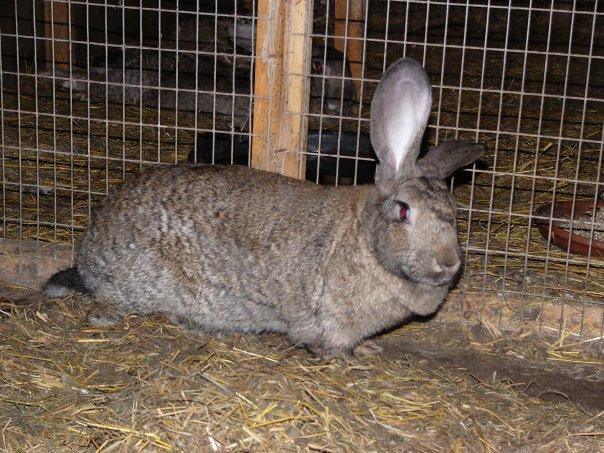 Кролики породы Ризен - Немецкий Великан