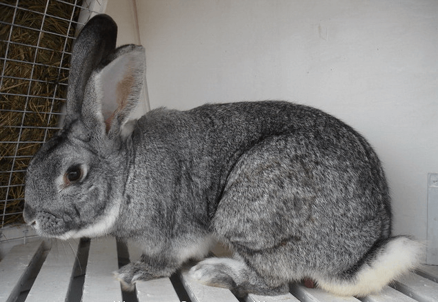 Кролики породы Большая Шиншилла