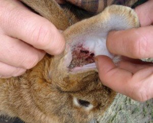 Чем лечить уши у кроликов при ушном клеще – лечение в домашних условиях