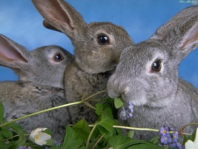 Зеленые корма для кроликов