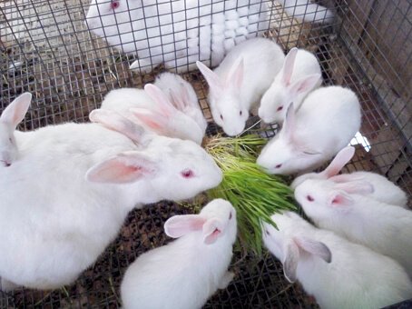 Как влияет кормление кроликов на их плодовитость