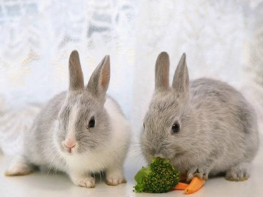 Пищеварительные процессы у крольчат
