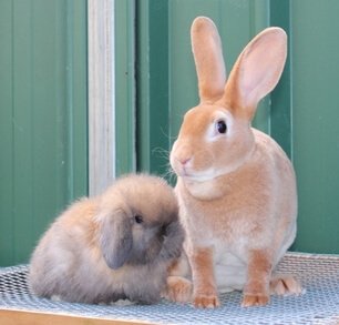 Интересные факты про кроликов