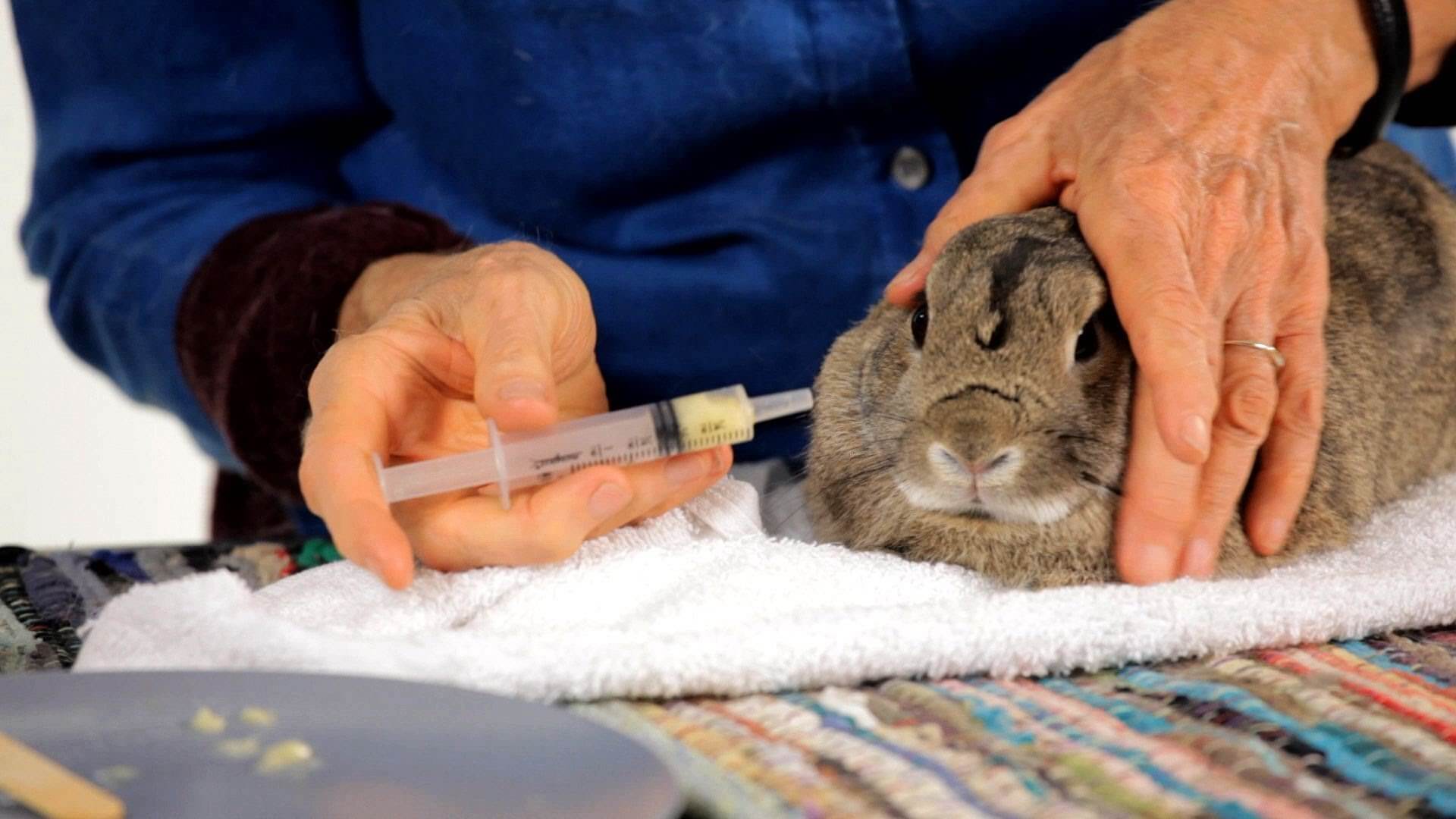 Как давать лекарства кроликам