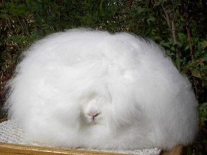 Самый пушистый кролик в мире 