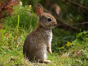 Дикий кролик - внешний вид