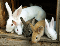 Оспа кроликов