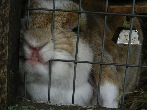 Почему кролики грызет клетку, как отучить