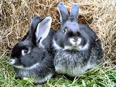 Кролики для разведения - правильный подбор пар
