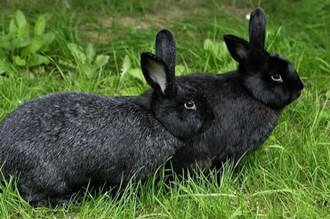 Половое созревания кроликов