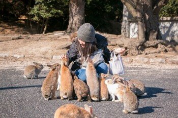 Остров кроликов в Японии.