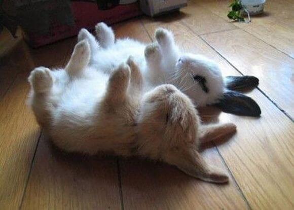 Как спят декоративные кролики