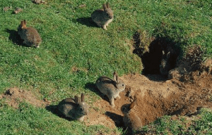 Где живут дикие кролики в природе