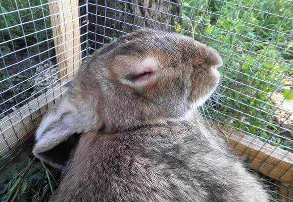 Некробактериоз у кроликов симптомы лечение