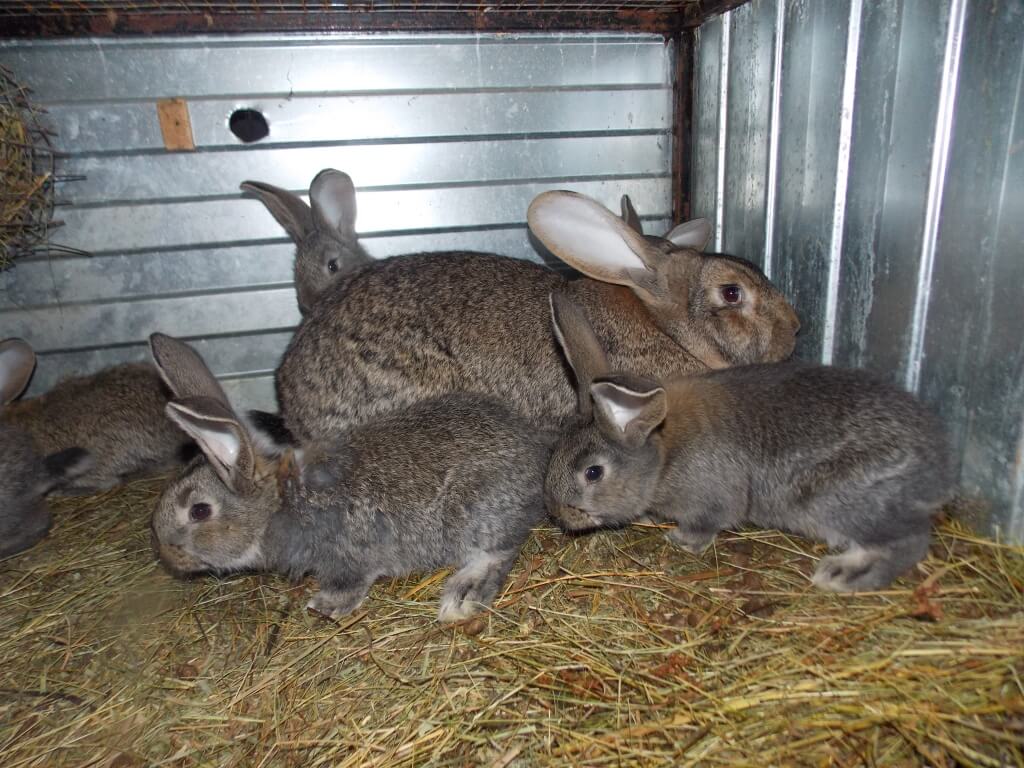 Инфекционная тимпания у крольчат