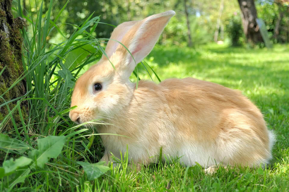Корма для кроликов - производителей в период покоя