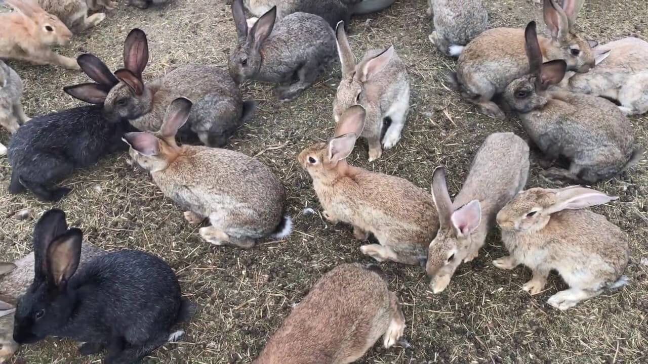 Содержание и разведение кроликов в ямах