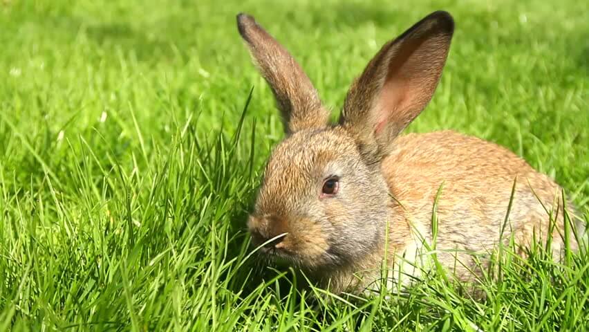 Полезные травы для кроликов