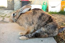 Токсоплазмоз у кроликов