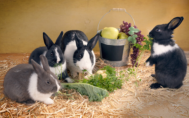 Кролики едят мясо или только растения