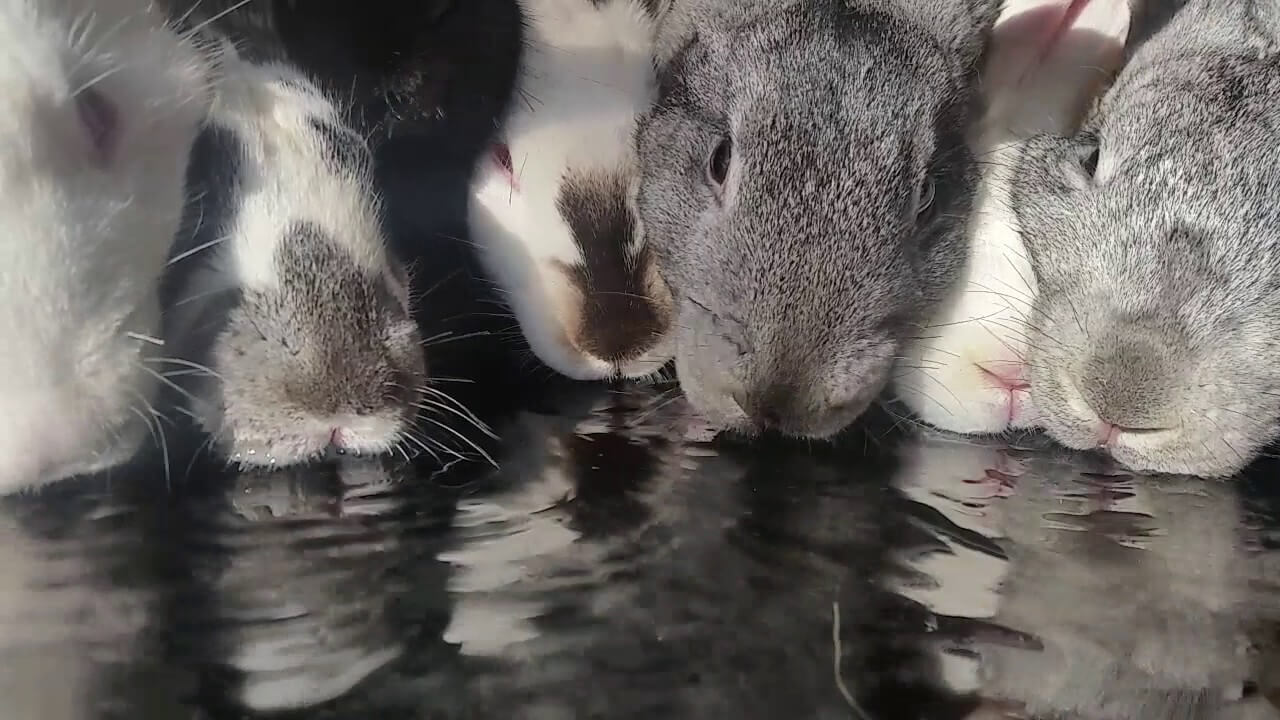 сколько кролики могут без воды
