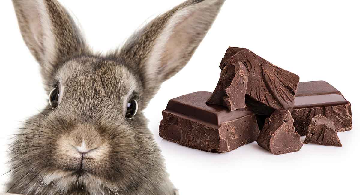 8 продуктов смертельных для кроликов