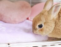 Можно ли кроликам есть ткань