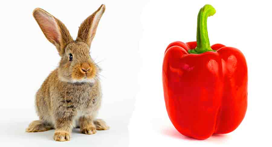 Can Rabbits Eat Peppers