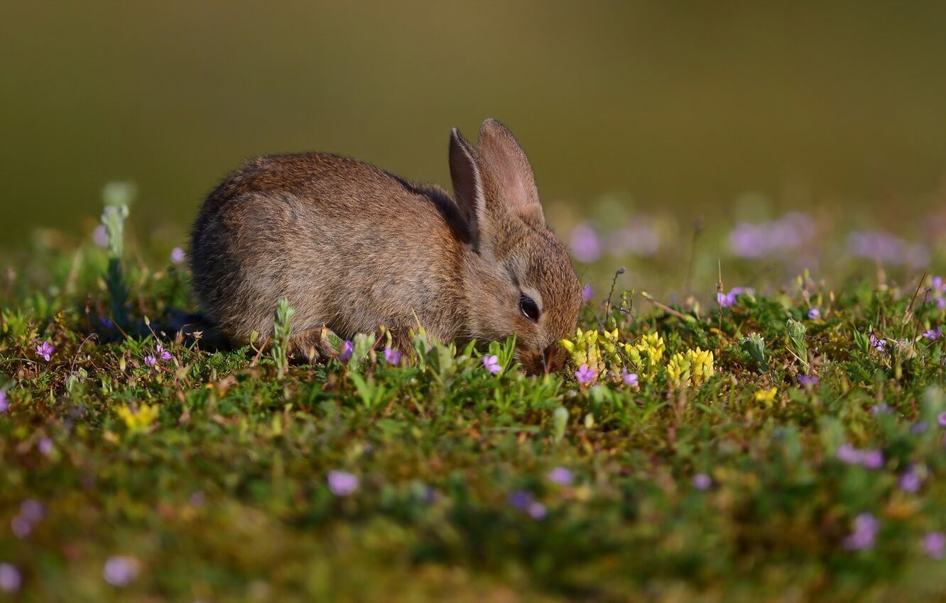 Rabbit walks at home and in nature