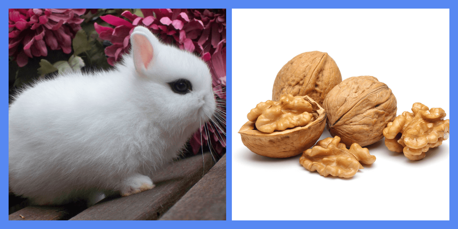 Можно ли кроликам давать орехи грецкие