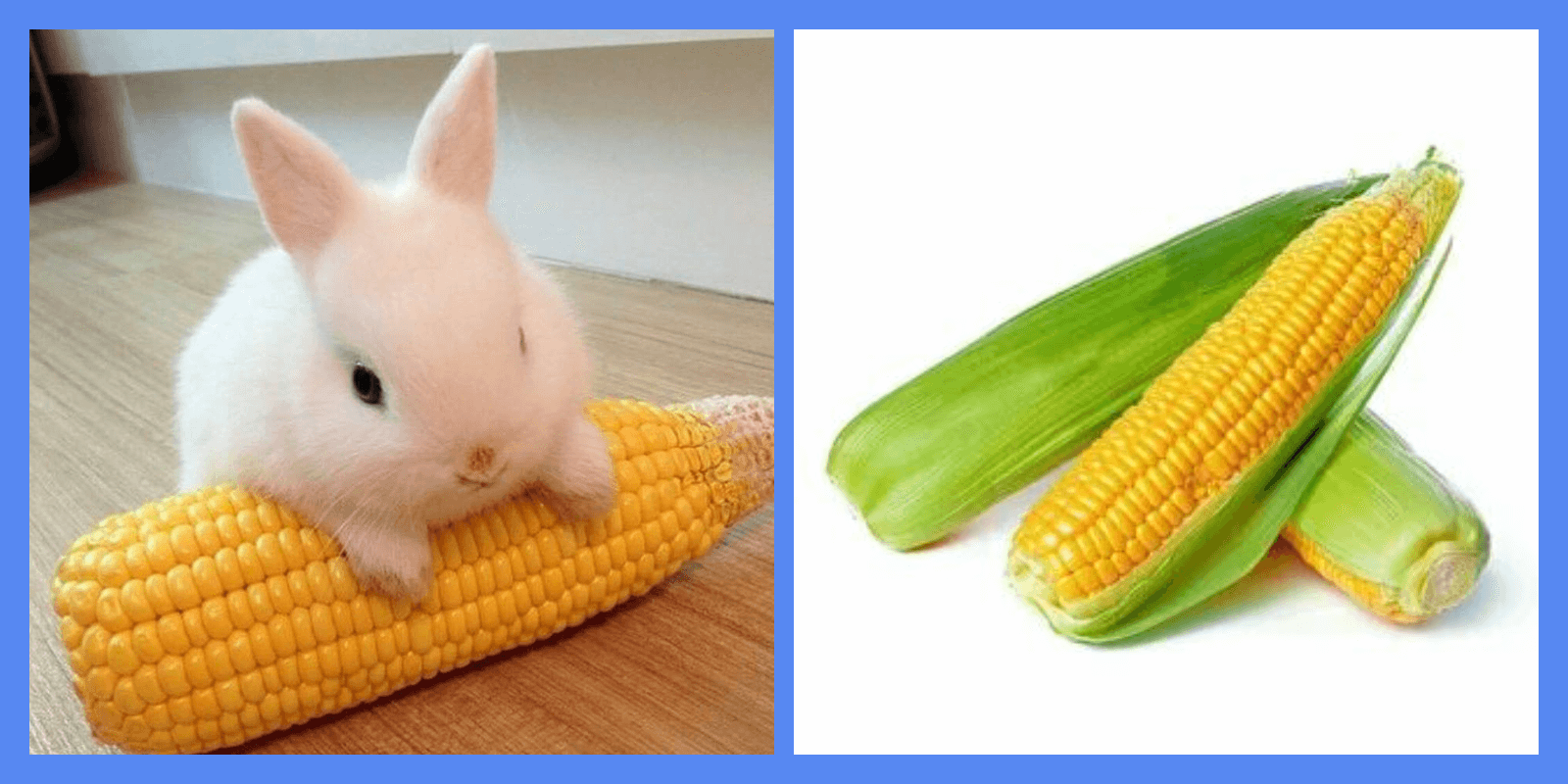 Могут ли кролики есть кукурузу?