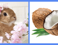 Могут ли кролики есть кокосовые орехи?