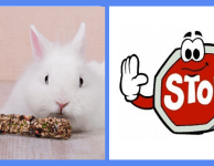 15 продуктов, которыми ни в коем случае нельзя кормить кроликов