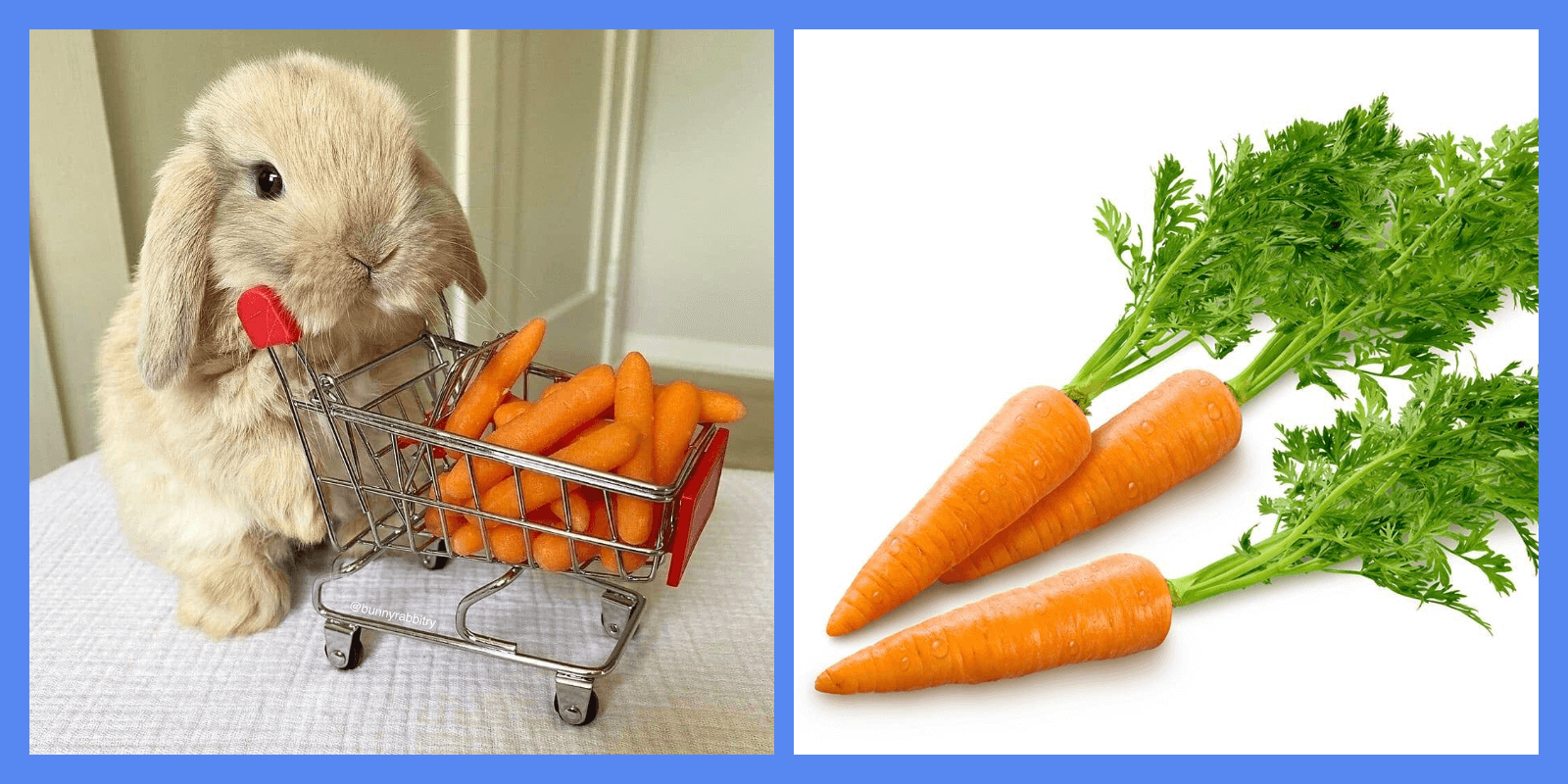 Можно ли кроликам есть морковь?