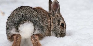 Зачем кролику, зайцу нужен хвост