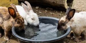 Как спасти кроликов от жары