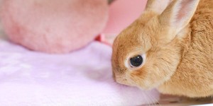 Можно ли кроликам есть ткань