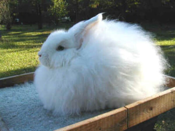 Кролики породы Белая Пуховая