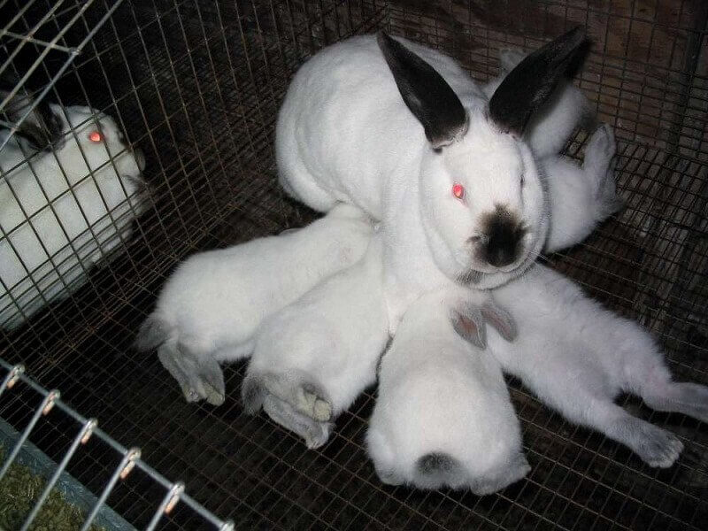 как определить молочность крольчих