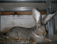 Кролики породы Бельгийский Великан — Фландр