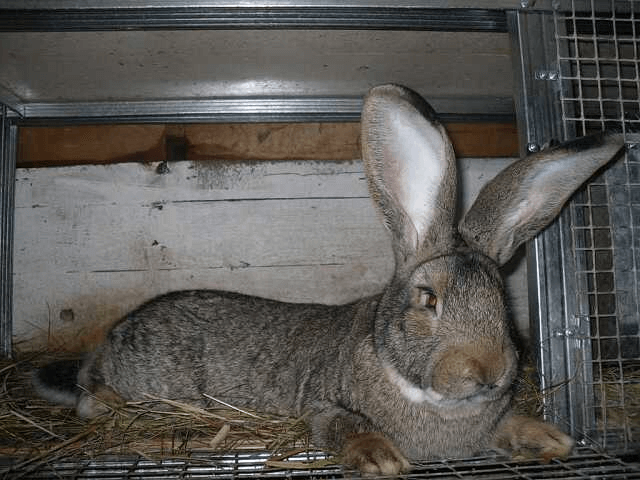 Кролики породы Бельгийский Великан - Фландр