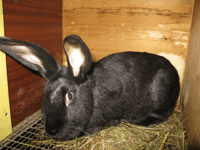 Кролики породы Черно-бурый