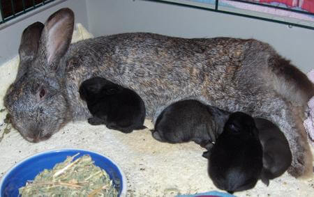 Что влияет на молочность крольчих