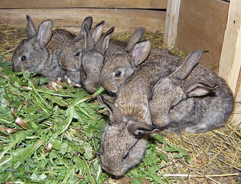 Чем кормить крольчат после отсадки от крольчихи