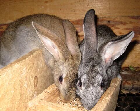 Отравление кроликов кормами с остатками антибиотиков